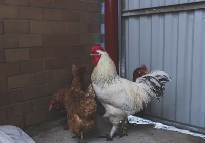 پرورش مرغ تخمگذار بومی در منزل
