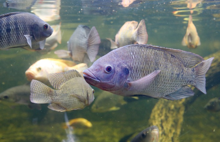 درآمد پرورش ماهی تیلاپیا