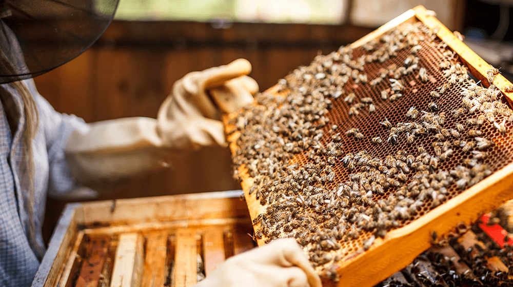 آموزش تکنیک های زنبورداری