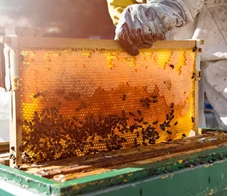 آموزش پرورش زنبور عسل و زنبورداری