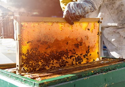 آموزش پرورش زنبور عسل و زنبورداری