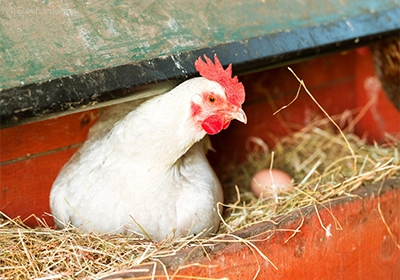 آموزش پرورش مرغ تخمگذار