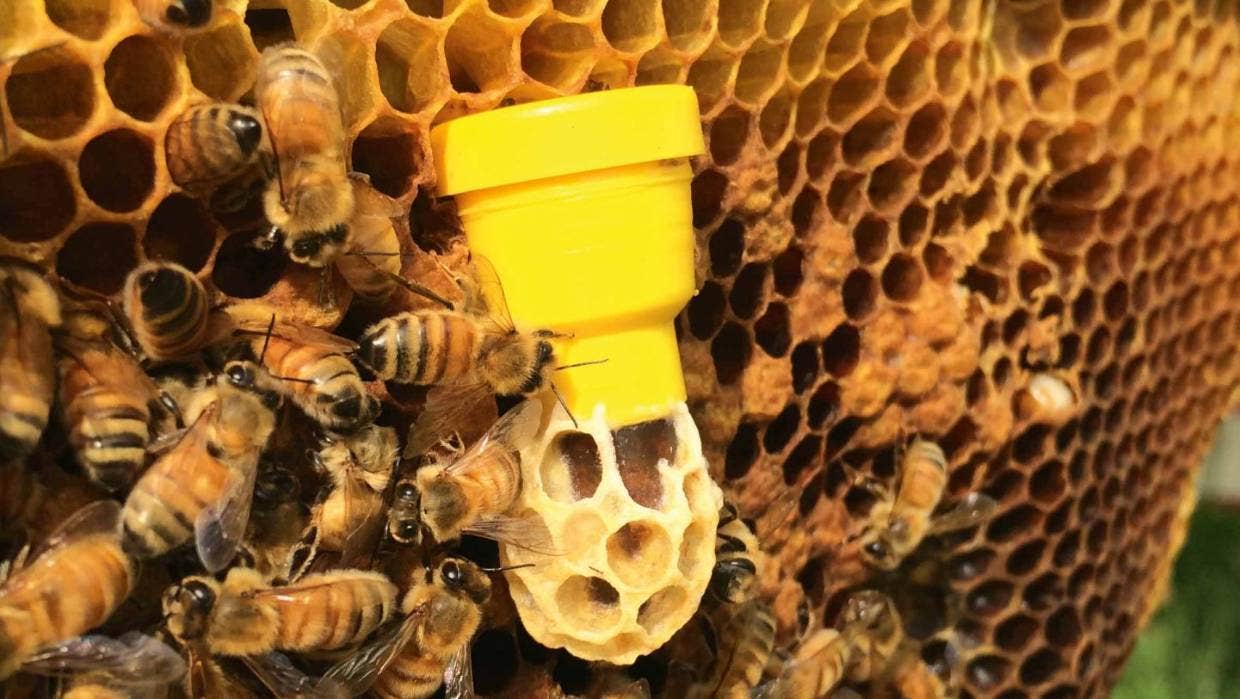 آموزش پرورش ملکه زنبور عسل