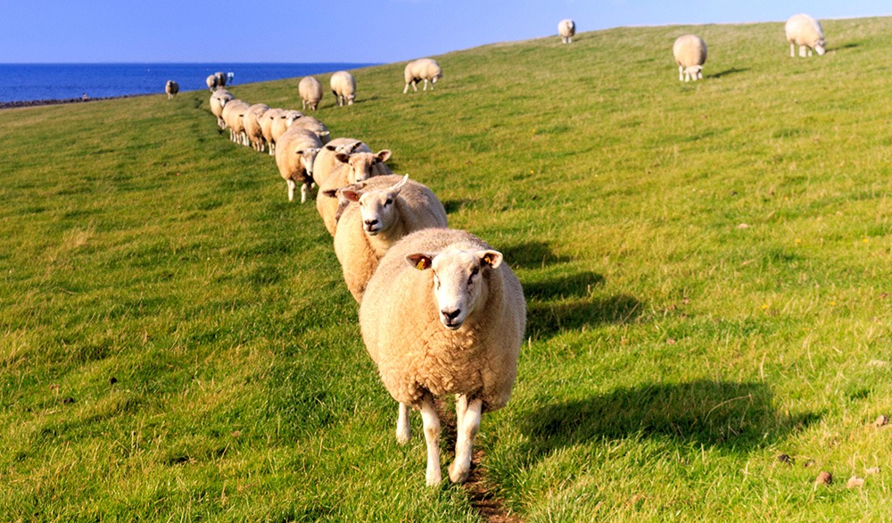 آموزش پرورش و پرواربندی گوسفند 