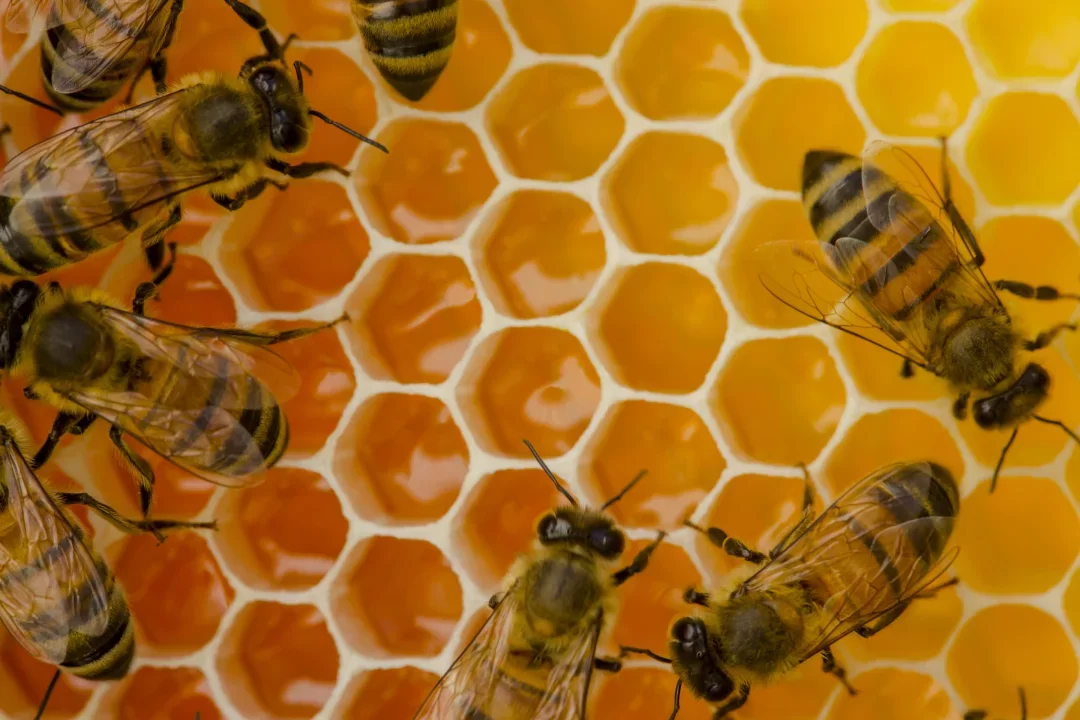 آموزش پرورش زنبور عسل