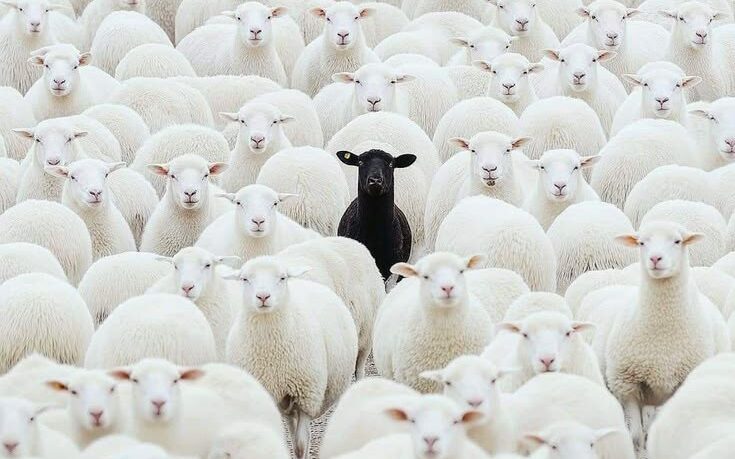 انتخاب نژاد مناسب گوسفند برای دامداری