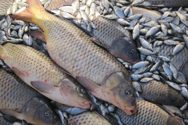 آموزش پرورش ماهی کپور