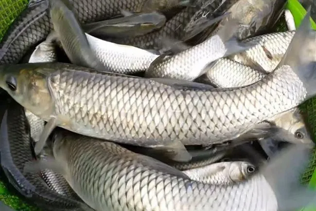 آموزش پرورش ماهی کپور