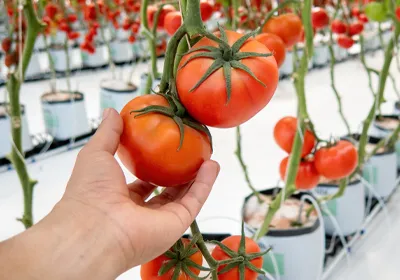 آموزش کشت هیدروپونیک گوجه فرنگی