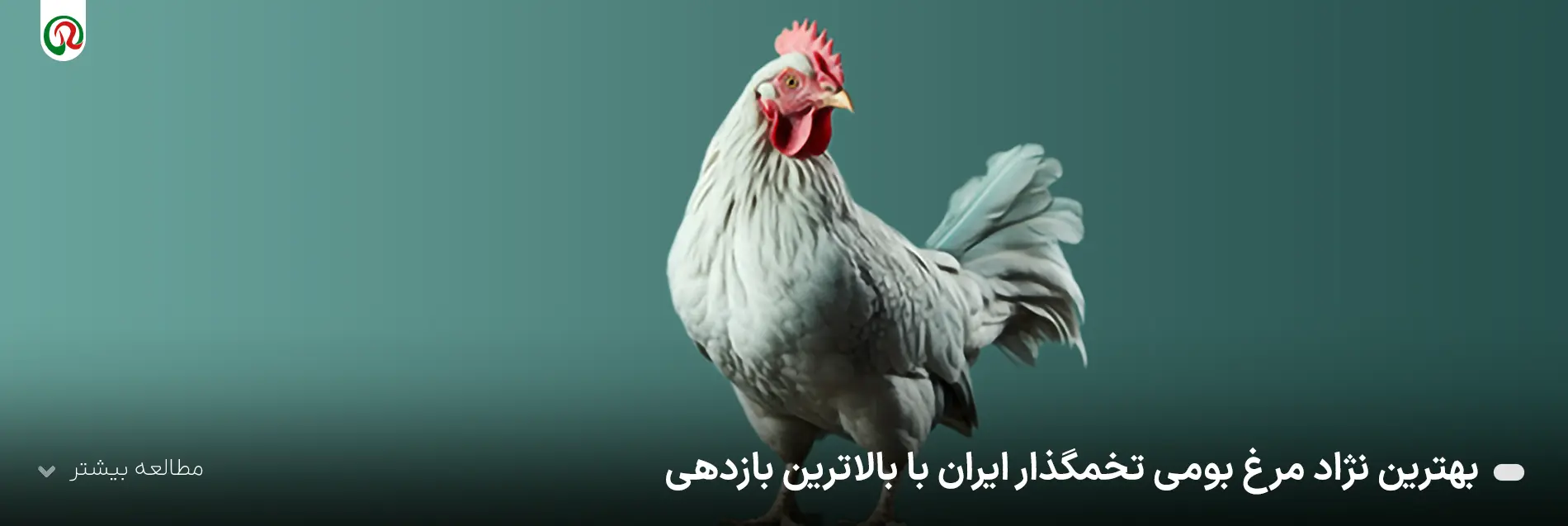 بهترین نژاد مرغ بومی تخمگذار ایران با بالاترین بازدهی