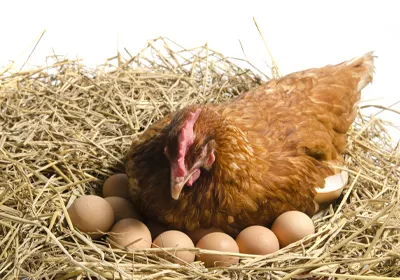 تکنیک‌هایی جهت افزایش سود و درآمد پرورش مرغ بومی تخم گذار