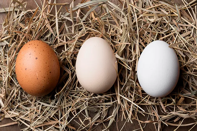 پرورش مرغ بومی تخم گذار