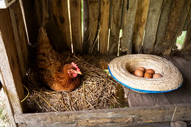 پرورش مرغ بومی تخم گذار