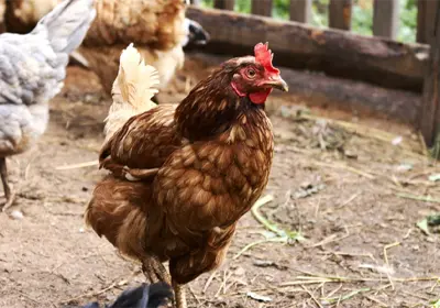 بهترین نژاد مرغ بومی تخمگذار ایران با بالاترین بازدهی