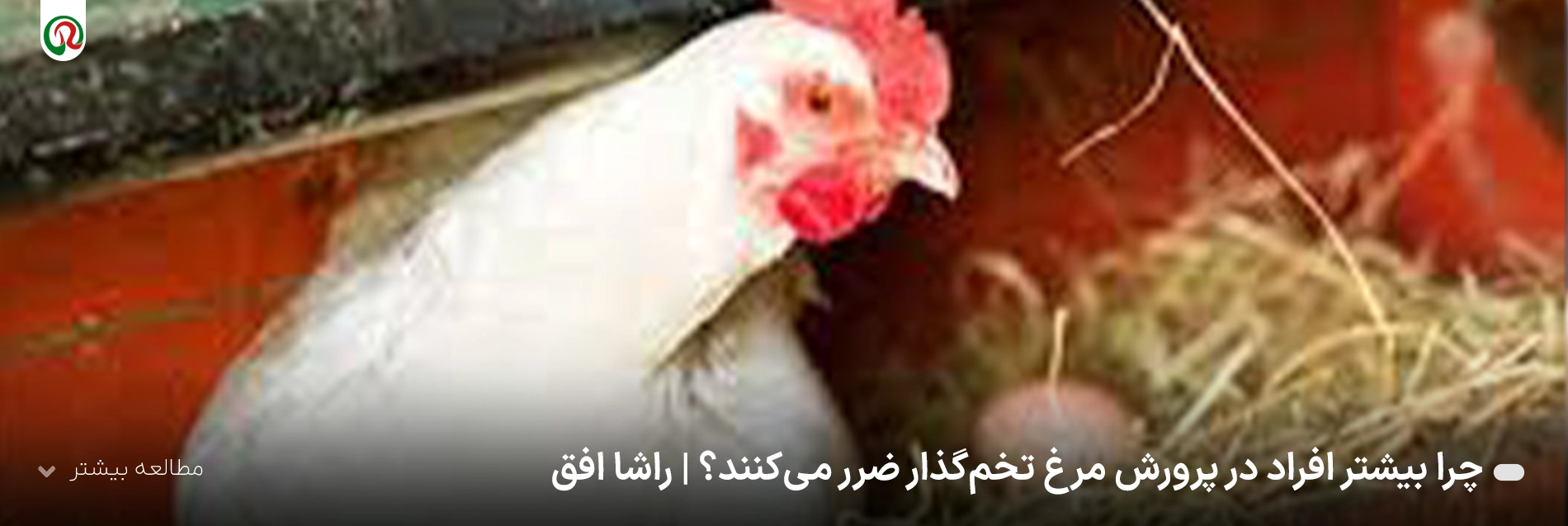 پرورش مرغ تخم‌گذار در مرغداری کوچک