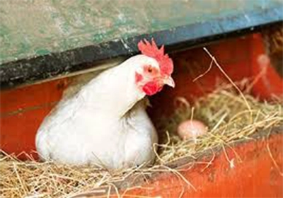 پرورش مرغ تخم‌گذار در مرغداری کوچک