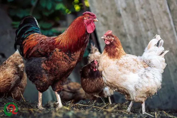 نکات کامل پرورش مرغ بومی تخمگذار گلپایگان