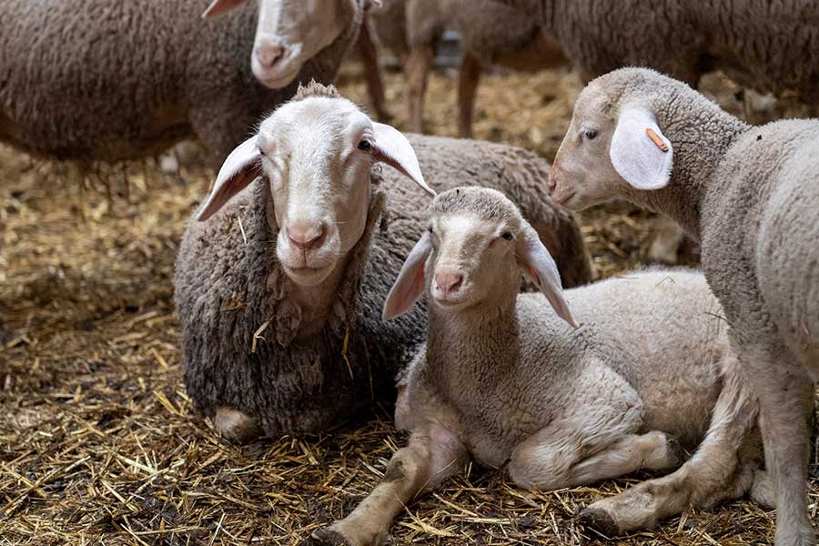 پرورش گوسفند (3)